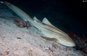 Maldives 2021 - Requin leopard - Leopard shark - Stegostoma fasciatum - DSC00225_rc